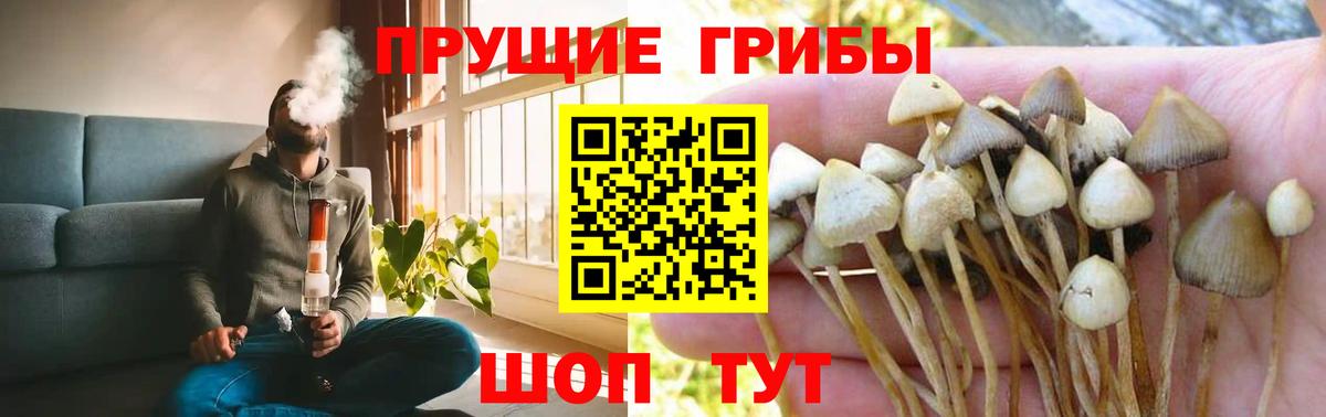 Псилоцибиновые грибы мицелий Новокузнецк